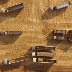 Grain trucks on a wheat field during harvest. Transportation of grain from the field. Agriculture industry.