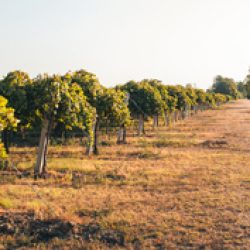 Vineyard ready for grape harvest. Production of balsamic vinegar of Modena Italy